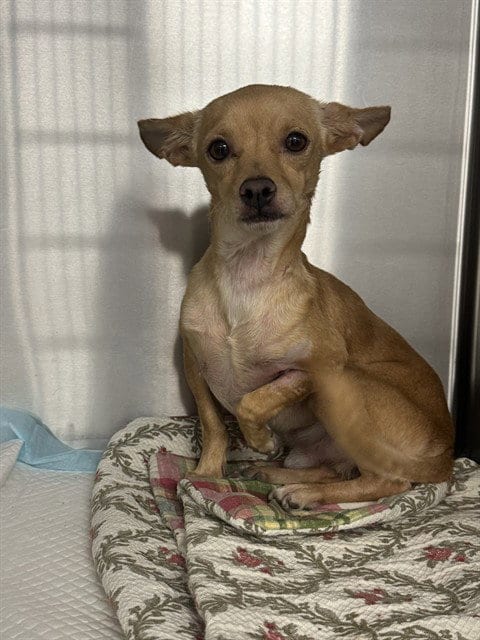 Photo of A171340, adoptable Chihuahua in Bakersfield, California