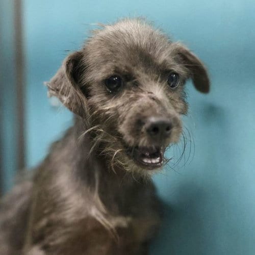 Photo of Elmo, adoptable Terrier in San Antonio, Texas
