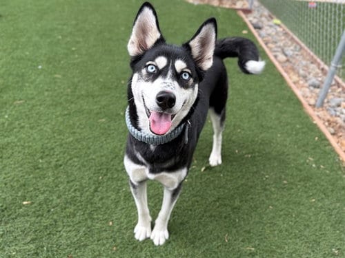 Photo of Kiera, adoptable Siberian Husky in Antioch, California