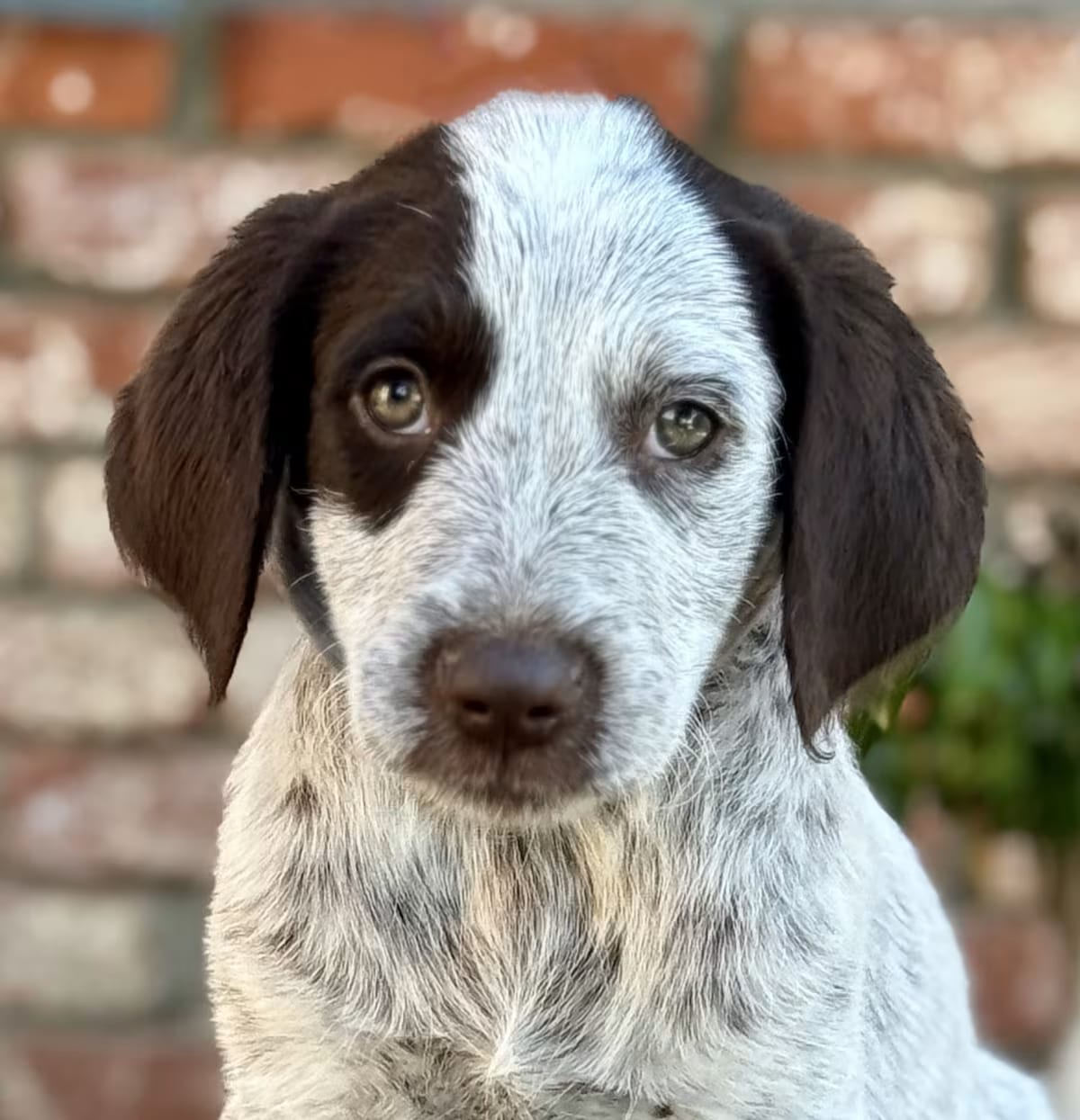 Photo of Mojito, adoptable Cattle Dog Goldendoodle in Valley Glen, California