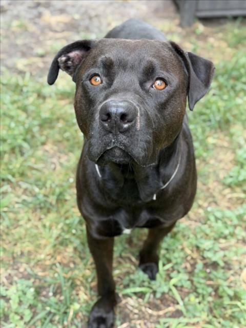 Photo of Theodore, adoptable Staffordshire Bull Terrier in Houston, Texas