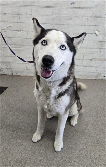 Photo of Romano, adoptable Siberian Husky in San Bernardino, California