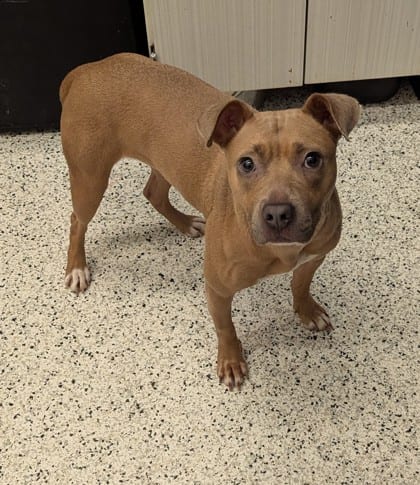 Photo of Laurel, adoptable dog in Atlanta, Georgia