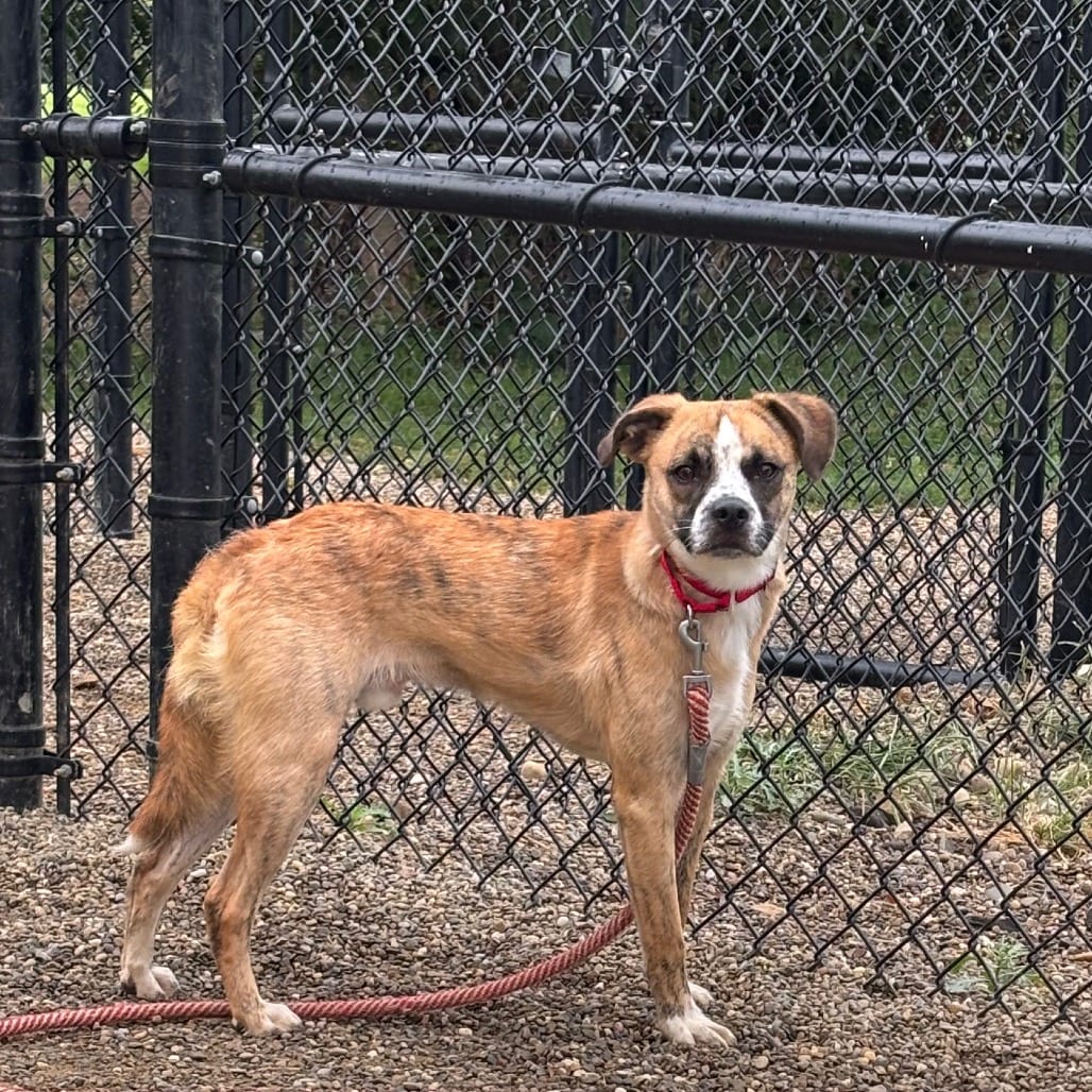 Photo of Marley, adoptable Terrier, Boston / Shepherd in Berea, Ohio
