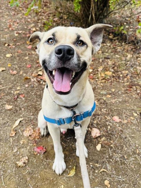 Photo of Mac, adoptable Black Mouth Cur in Santa Barbara, California