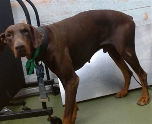 Photo of Hunter, adoptable Doberman Pinscher in San Bernardino, California