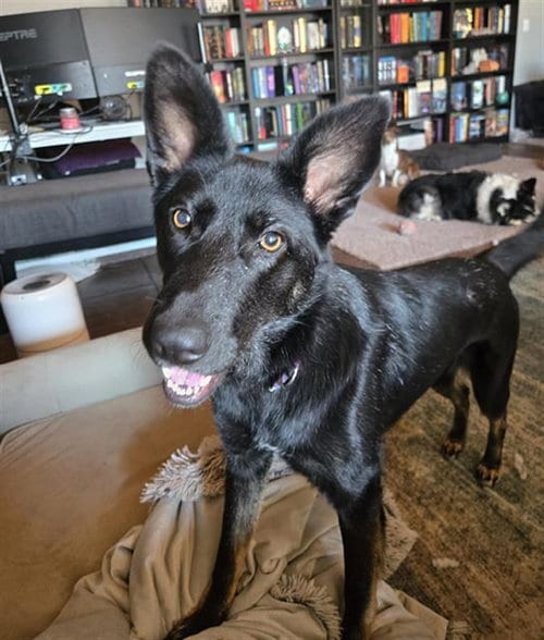 Photo of Boston, adoptable German Shepherd Dog in Stockton, California