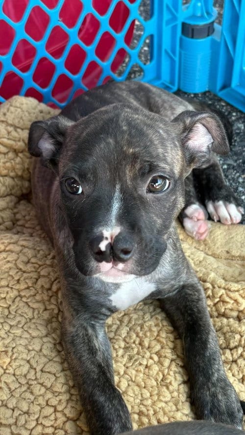 Photo of Rogue (Marvel 7), adoptable Pit Bull Terrier in Wenonah, New Jersey