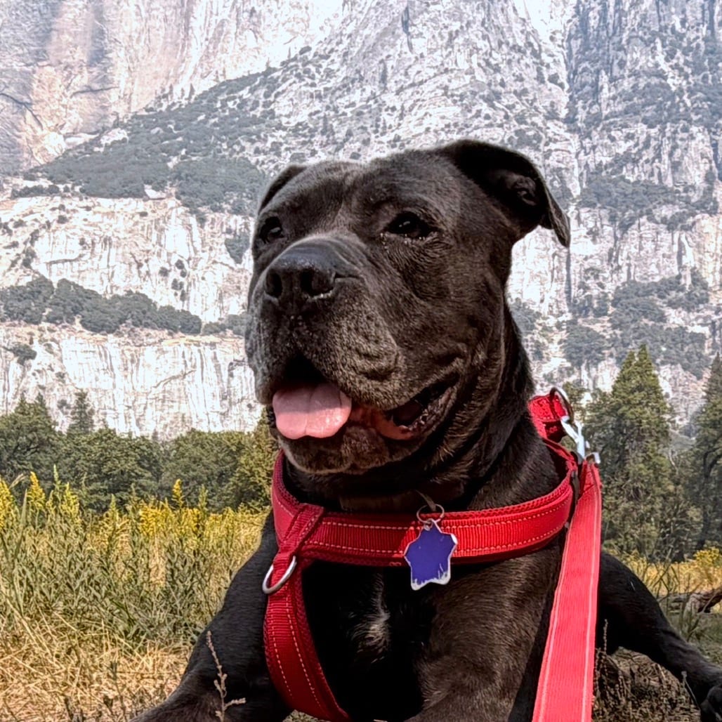 Photo of Bleu, adoptable Mixed Breed (Large) in San Francisco, California