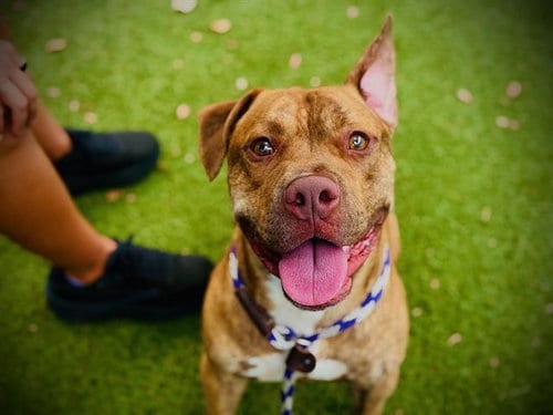 Photo of Forest, adoptable Pit Bull Terrier in Orlando, Florida