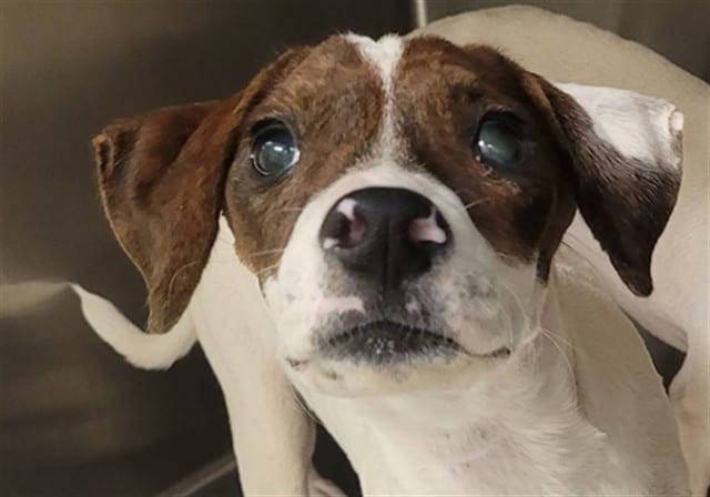 Photo of Sally, adoptable dog