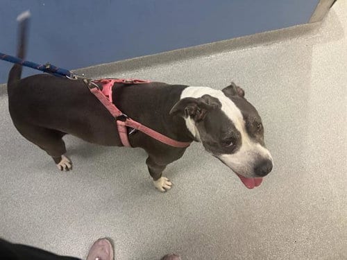 Photo of Buttercup, adoptable Pit Bull Terrier in Orange, California