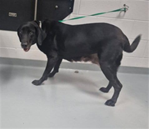Photo of Fendi, adoptable Labrador Retriever in St. Cloud, Florida