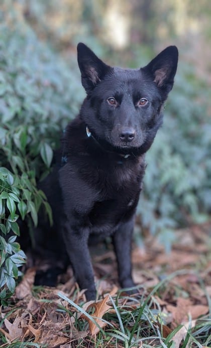 Photo of Mystic, adoptable dog in Atlanta, Georgia