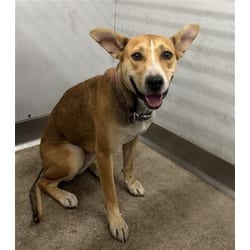Photo of Cam, adoptable American Pit Bull Terrier in San Bernardino, California