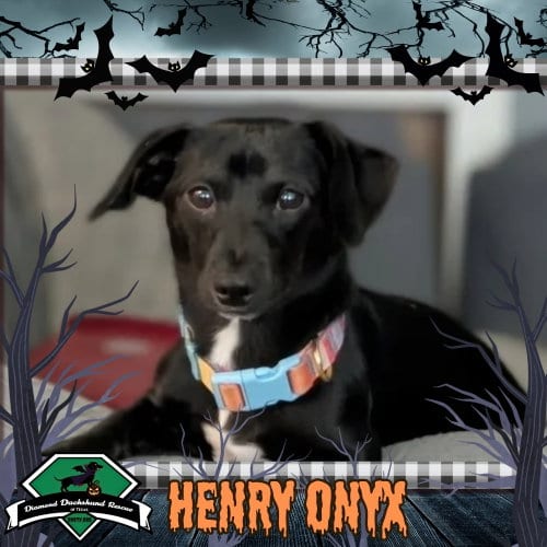 Photo of Henry Onyx, adoptable Dachshund in San Antonio, Texas