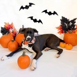 Photo of 75 (2026) Jojo, adoptable American Pit Bull Terrier Mixed Breed (Medium) in Parker, Colorado