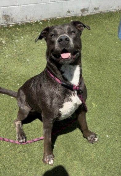 Photo of Sativa, adoptable Pit Bull Terrier in Los Angeles, California