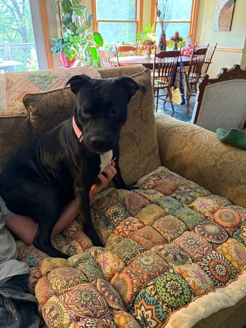 Photo of Hydra, adoptable Pit Bull Terrier in Evansville, Indiana