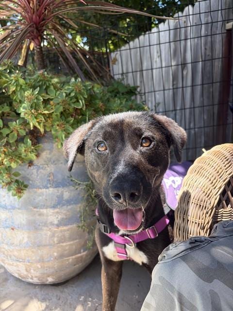 Photo of Luna, adoptable Pit Bull Terrier in Sacramento, California