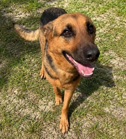 Photo of Bella, adoptable German Shepherd Dog in Inverness, Florida