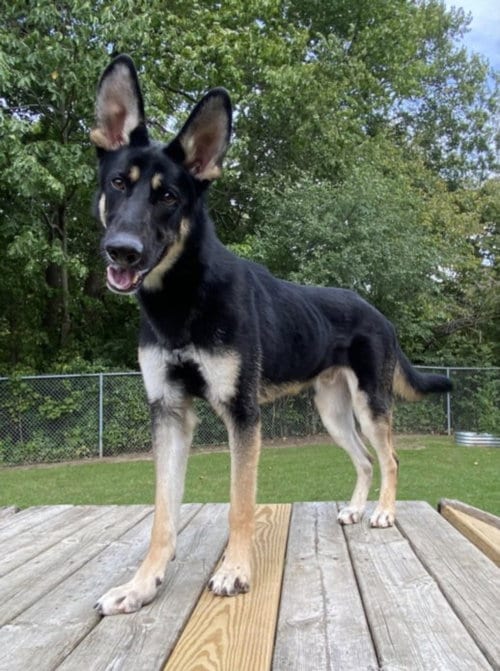Photo of Odin, adoptable German Shepherd Dog in Clinton Township, Michigan