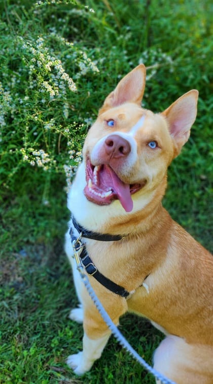 Photo of Ocean, adoptable Alaskan Husky/Mix in Annapolis, Maryland