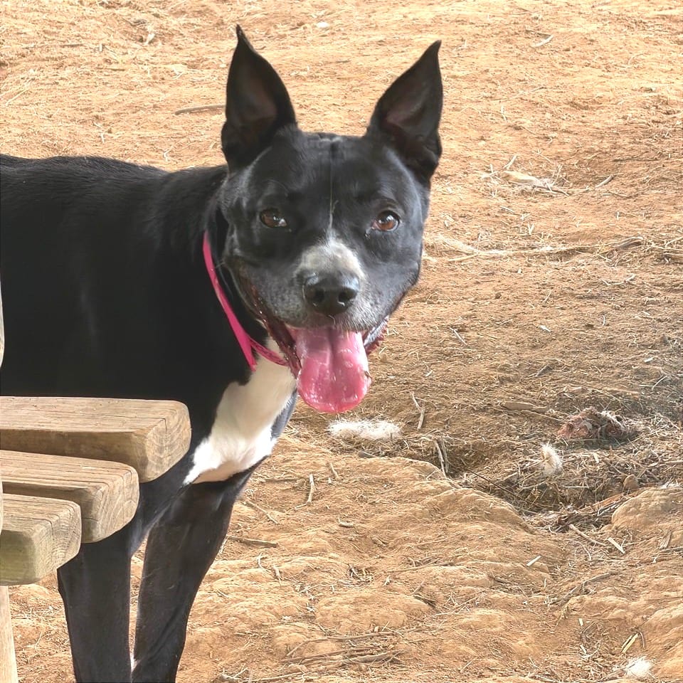 Photo of Honeybee, adoptable Mixed Breed (Medium) in Chattanooga, Tennessee