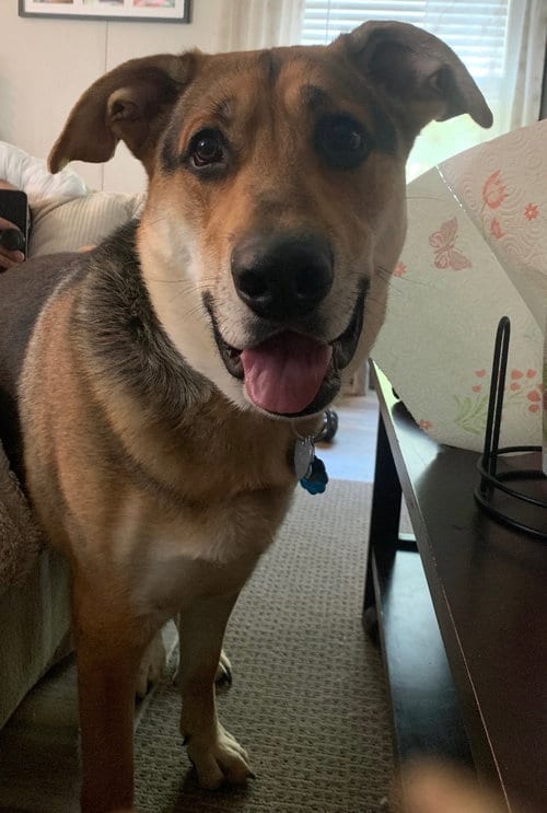 Photo of Boone, adoptable German Shepherd Dog in Mount Airy, North Carolina