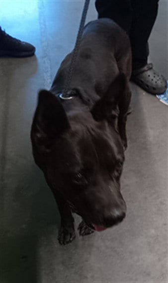 Photo of Peppers, adoptable Pit Bull Terrier in Los Angeles, California