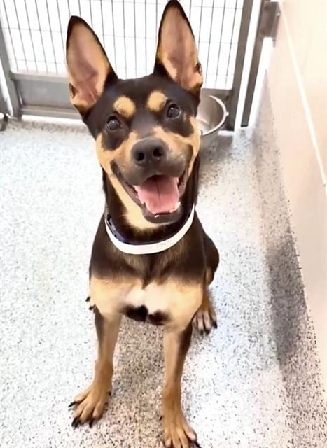 Photo of Roo, adoptable Doberman Pinscher in Houston, Texas