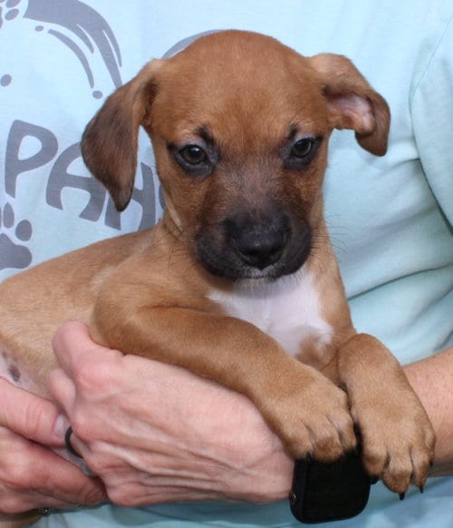 Photo of Kirby 44217, adoptable Retriever in Prattville, Alabama