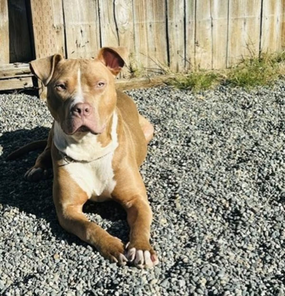 Photo of Brad, adoptable American Pit Bull Terrier in Seattle, Washington