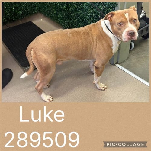 Photo of Luke, adoptable Bulldog in Macon, Georgia