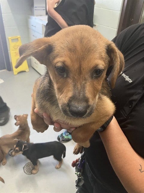 Photo of Wallaby, adoptable German Shepherd Dog in Corpus Christi, Texas