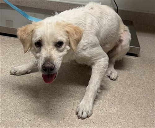 Photo of Navy, adoptable Great Pyrenees in Bakersfield, California