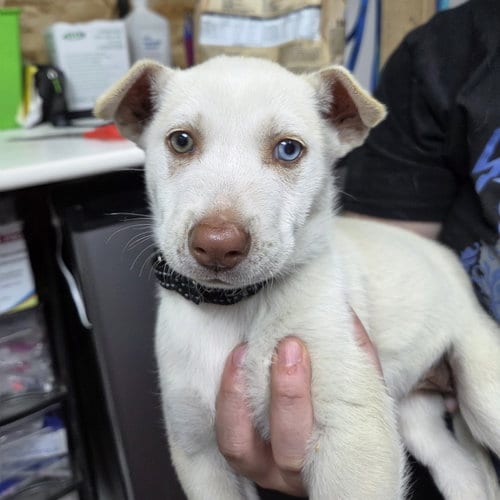 Photo of Tavia, adoptable Husky in Fargo, North Dakota