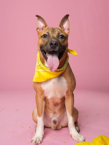 Photo of Scoobert, adoptable dog in Atlanta, Georgia