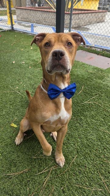 Photo of George, adoptable Pit Bull Terrier in Downey, California