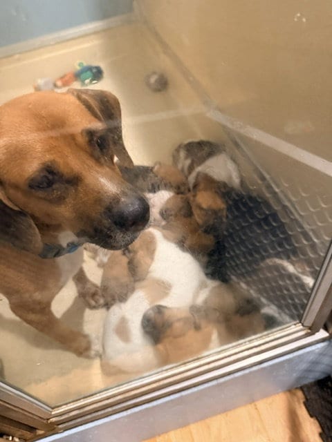 Photo of Hettie, adoptable Beagle in Herndon, Virginia