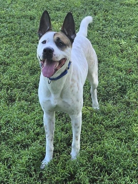 Photo of Orion, adoptable American Staffordshire Terrier in Fort Lauderdale, Florida