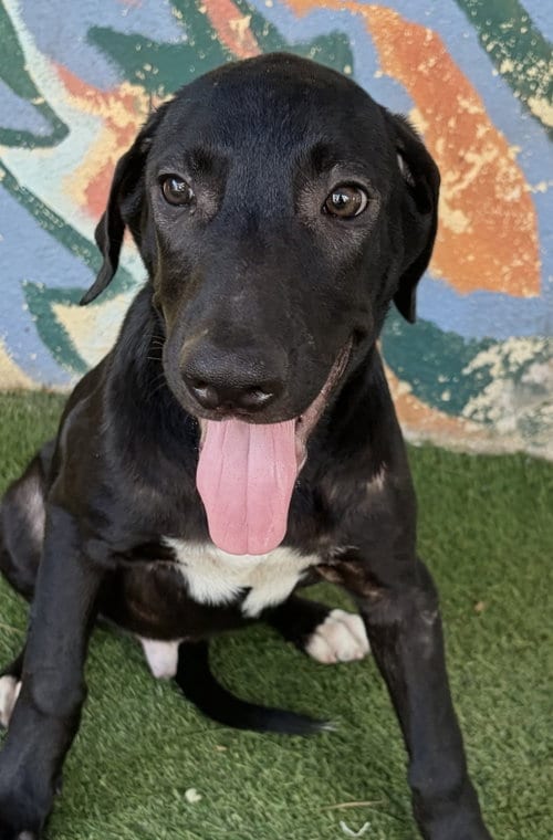 Photo of Farrah, adoptable Mastiff in Oakland Park, Florida