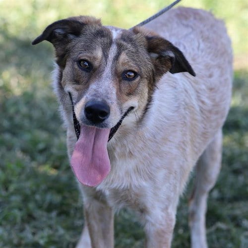 Photo of Hazel, adoptable Queensland Heeler in Modesto, California