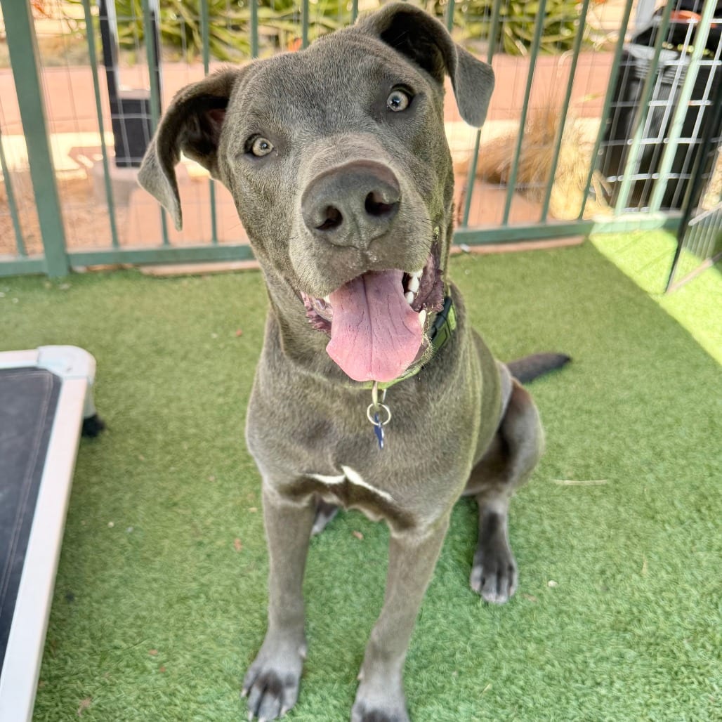 Photo of Daniel, adoptable Terrier, Pit Bull in Agoura Hills, California