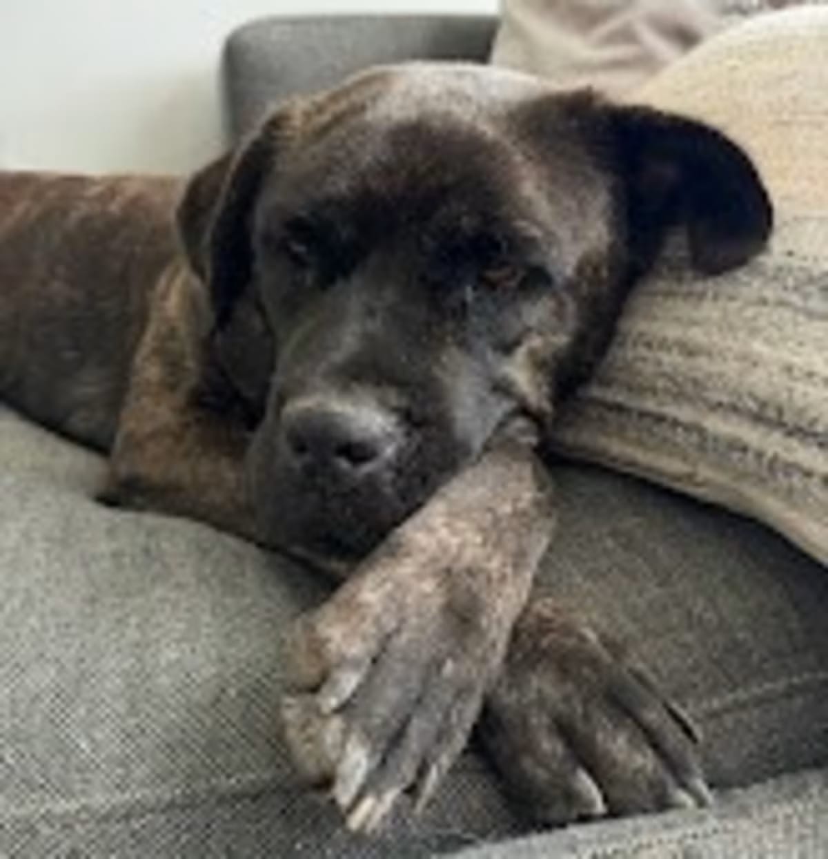 Photo of Maxine, adoptable Mastiff in Boulder, Colorado