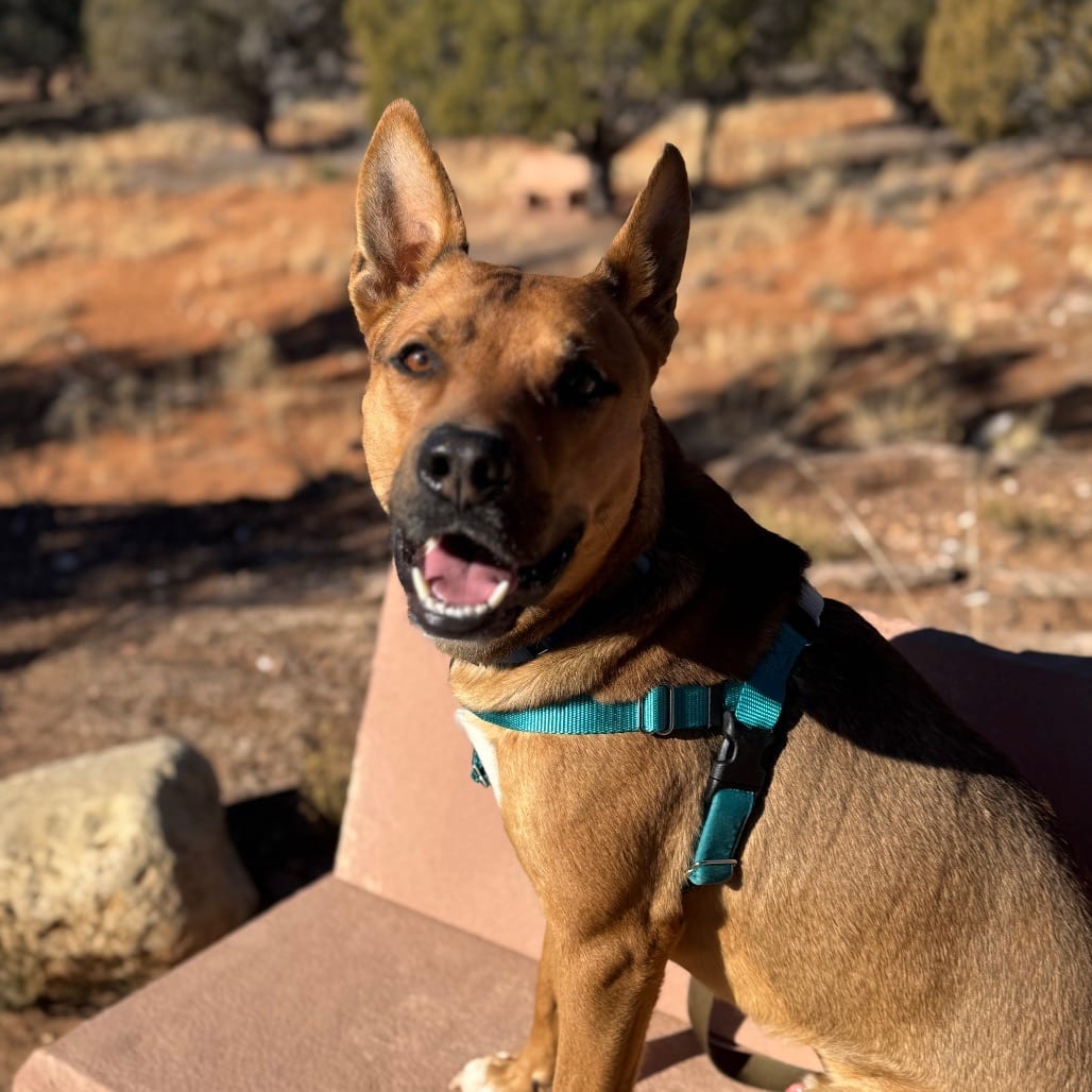 Photo of Whiskey Pete, adoptable Shepherd, German / Terrier, American Staffordshire in Kanab, Utah