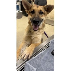 Photo of Scar, adoptable German Shepherd Dog in Jurupa Valley, California