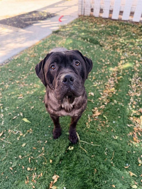 Photo of Angel, adoptable Pit Bull Terrier in Fremont, California