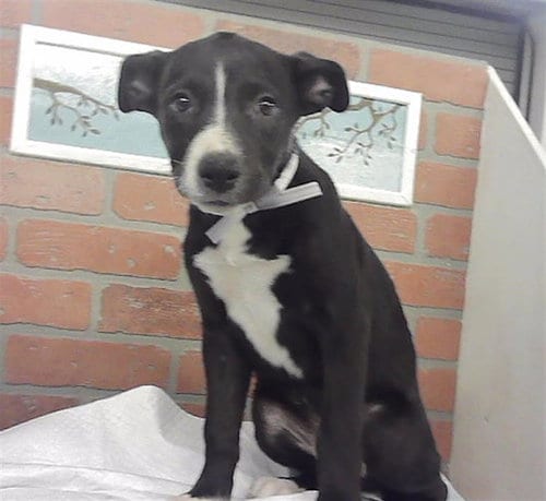 Photo of Ember, adoptable Staffordshire Bull Terrier in Houston, Texas