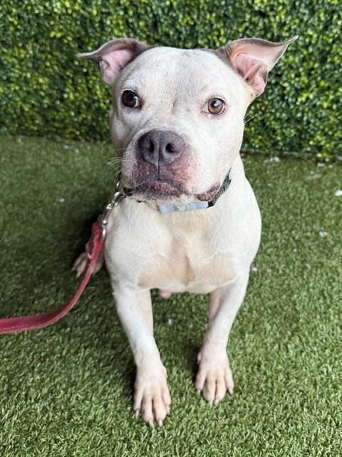 Photo of Petunia, adoptable American Pit Bull Terrier in Naples, Florida